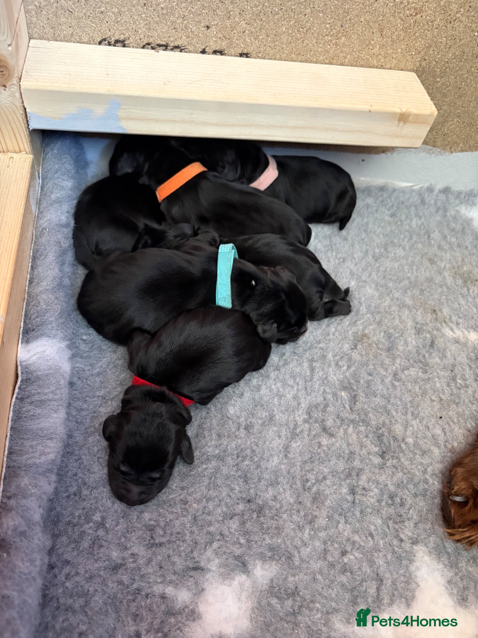 Cocker Spaniel dogs for sale: Litter of 10 gorgeous working Cocker Spaniels in Norwich - Advert 8