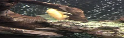 Plecos fish for sale: Blue-eyed lemon bristlenose Pleco juvenile  in Southampton - Advert 8