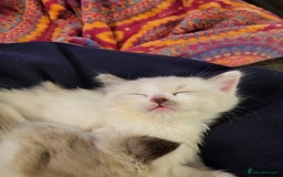 Ragdoll cats for sale: Beautiful calm male ragdoll - Image 2