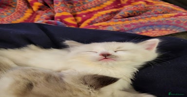 Ragdoll cats - Advert 10
