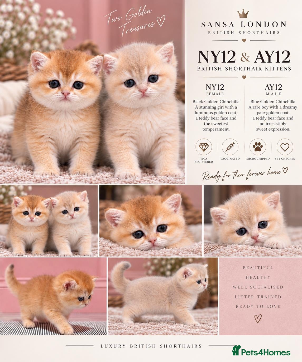 British Shorthair cats 👑 Rare AY12 & NY12 Kittens — Teddy Bear Faces - Advert 1