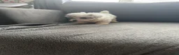 Maltipoo dogs for sale: 3 beautiful Maltipoos  - Advert 8
