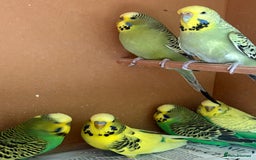Budgerigars birds for sale: Gorgeous Budgies - Image 1