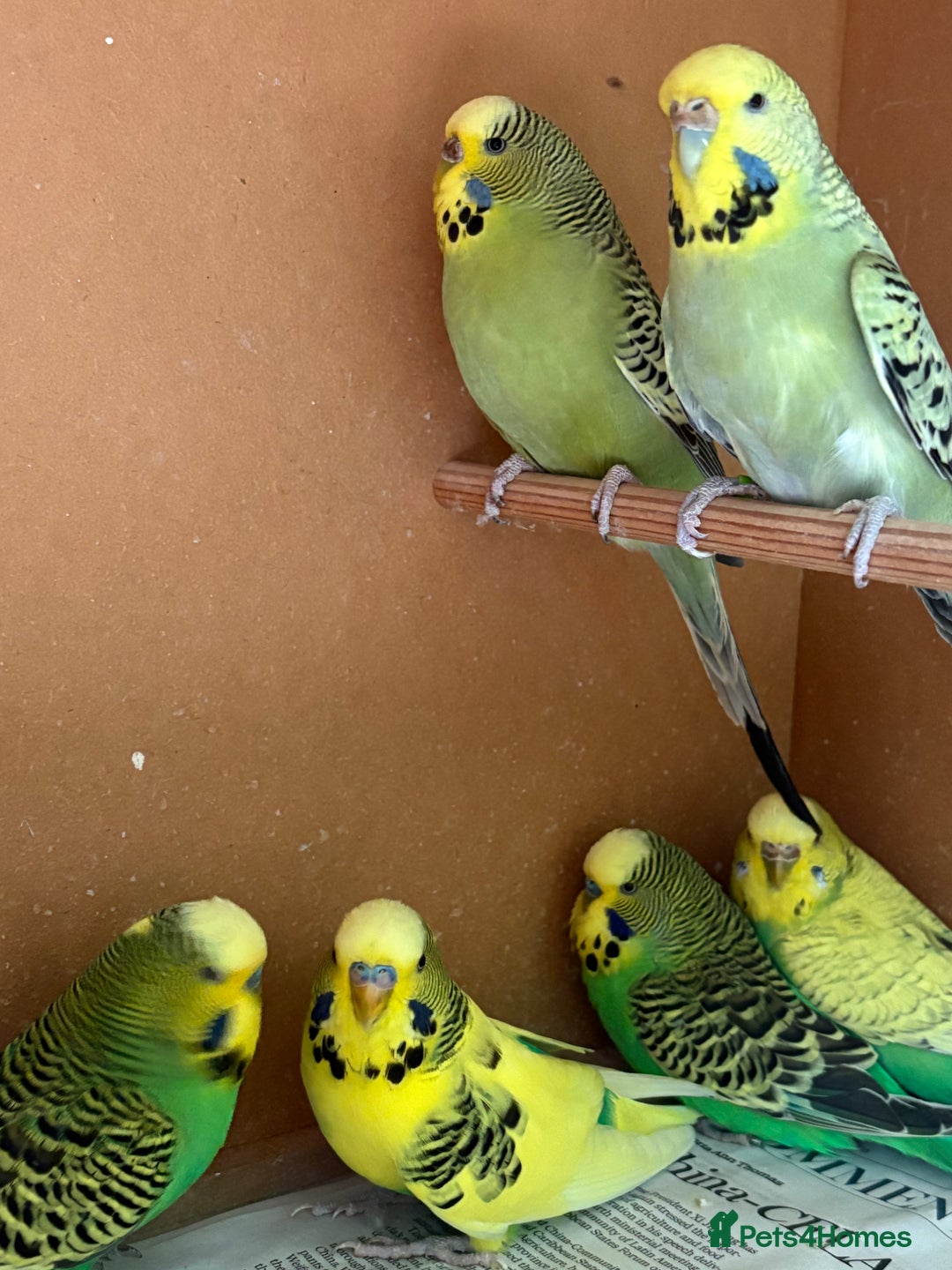 Budgerigars birds for sale: Gorgeous Budgies - Image 1