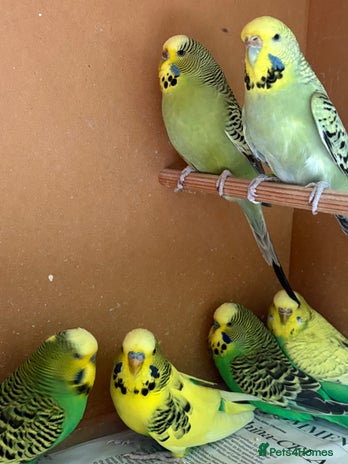 Budgerigars birds for sale - Advert 2