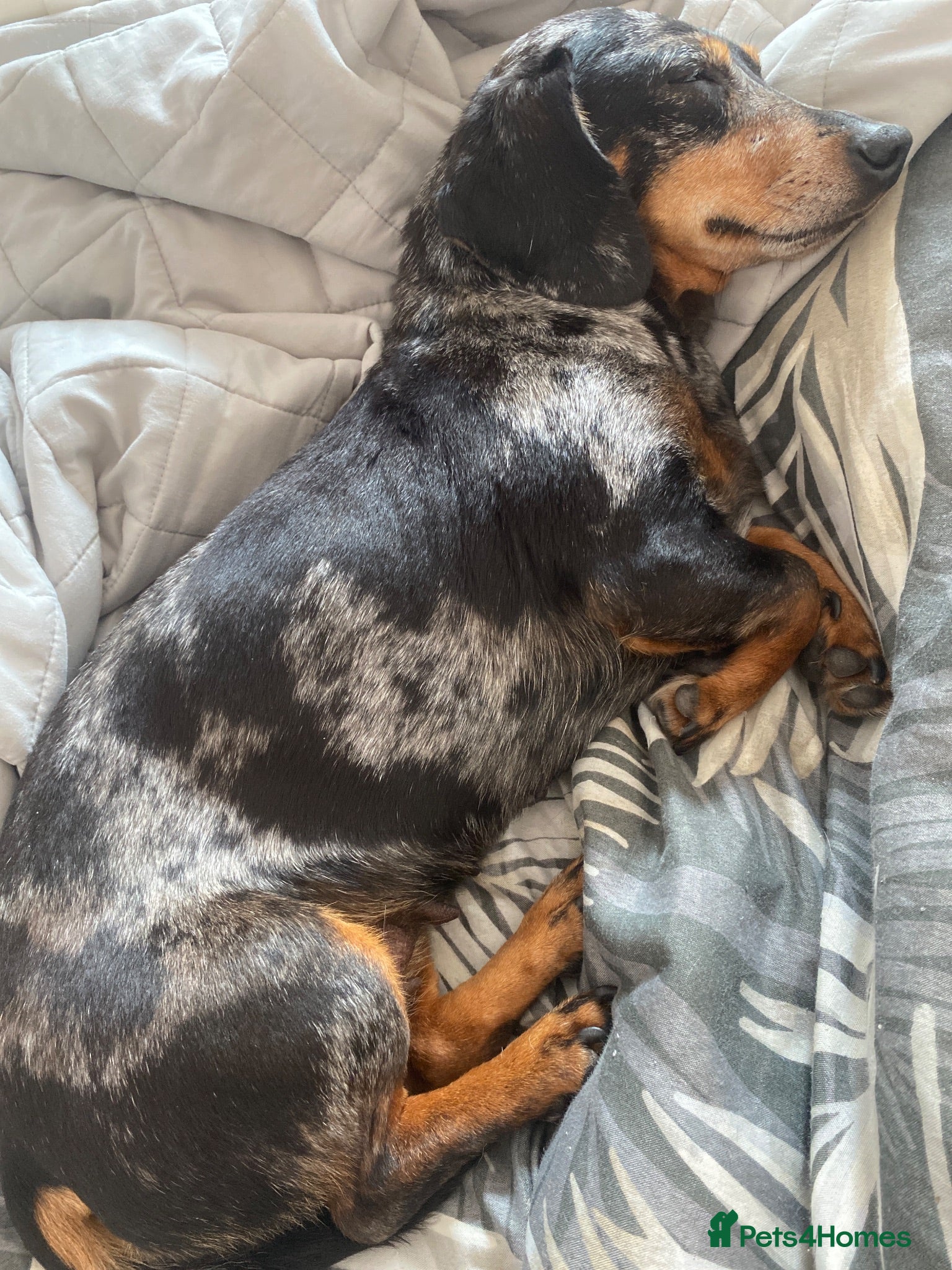 Dachshund dogs Tri dapple pups - Advert 1