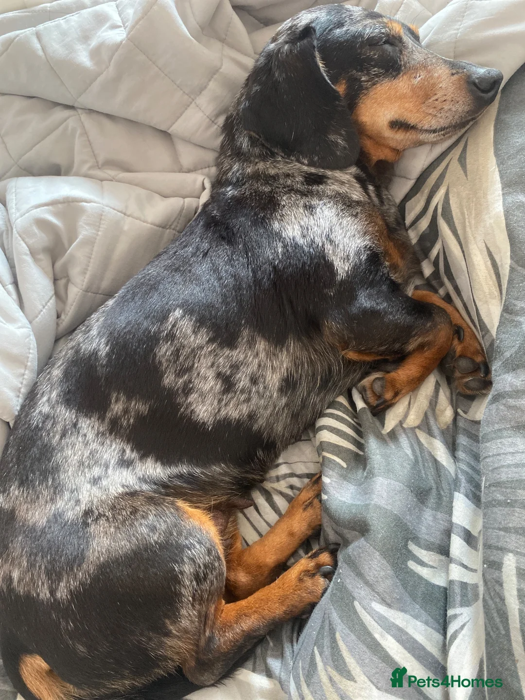 Dachshund dogs for sale: Tri dapple pups - Advert 1