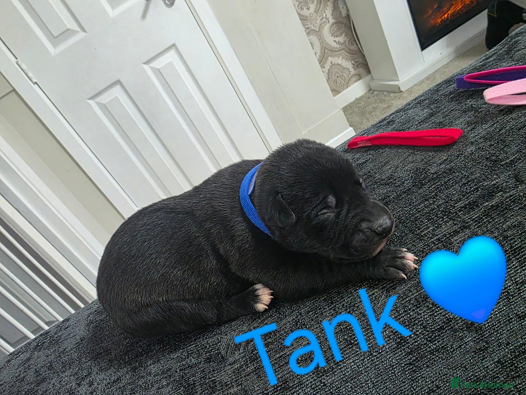 Mixed Breed dogs for sale: Saluki collie bull whippet greyhound pups - Advert 14