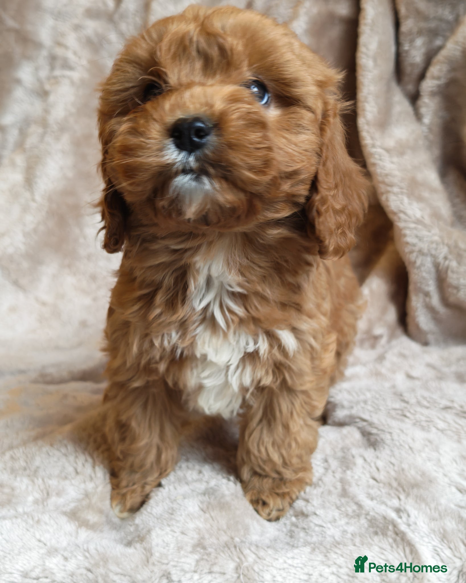 Cavapoo dogs STUNNING F1 CAVAPOO PUPPIES FULLY HEALTH TESTED - Advert 1