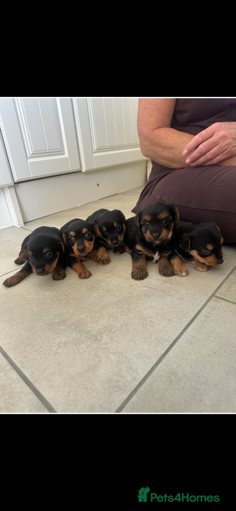 Mixed Breed dogs Litter of 5 puppies looking for loveing homes - Advert 12