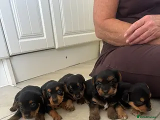 Mixed Breed dogs Litter of 5 puppies looking for loveing homes - Advert 4