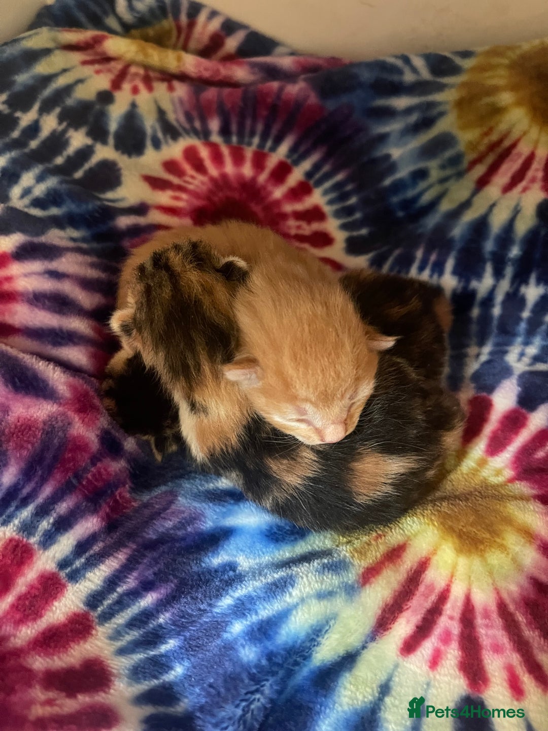 Domestic Shorthair cats for sale: One ginger boy and two tortoiseshell girls  - Image 1