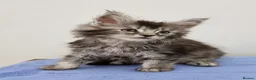 Maine Coon cats for sale: Pedigree Maine Coon Kittens for sale  - Advert 8