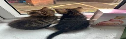 Mixed Breed cats for sale: Kittens in London - Advert 8