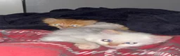 Turkish Angora cats for sale: Beautiful kitty Angoras  - Advert 2