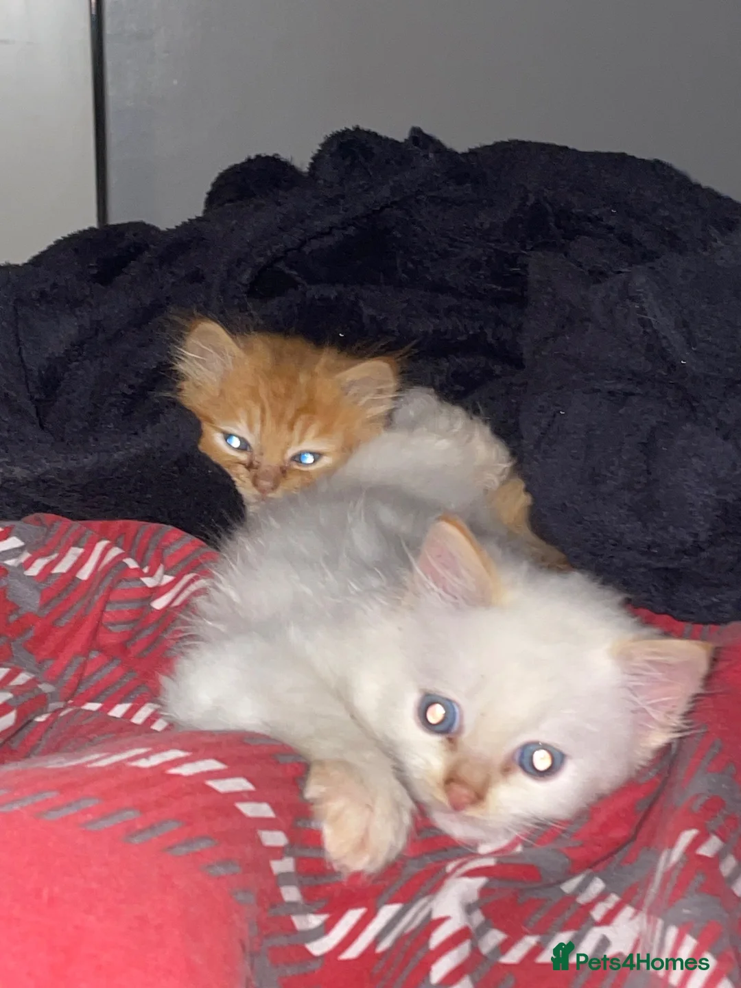 Turkish Angora cats for sale: Beautiful kitty Angoras  - Advert 2