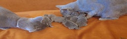 Russian Blue cats for sale: Russian Blue - Advert 3