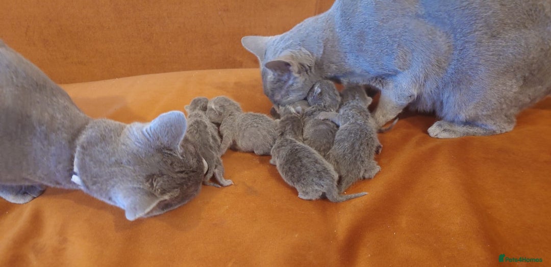 Russian Blue cats for sale: Russian Blue - Advert 3