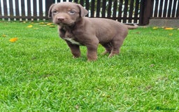 Mixed Breed dogs for sale: Collie cross rough haired Hungarian viszler  - Image 28
