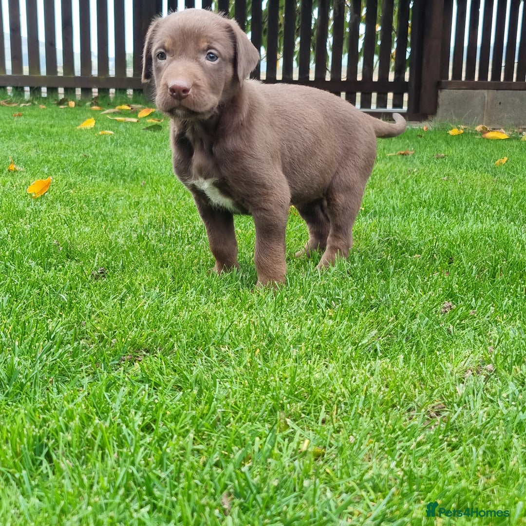 Mixed Breed dogs for sale: Collie cross rough haired Hungarian viszler  - Image 28
