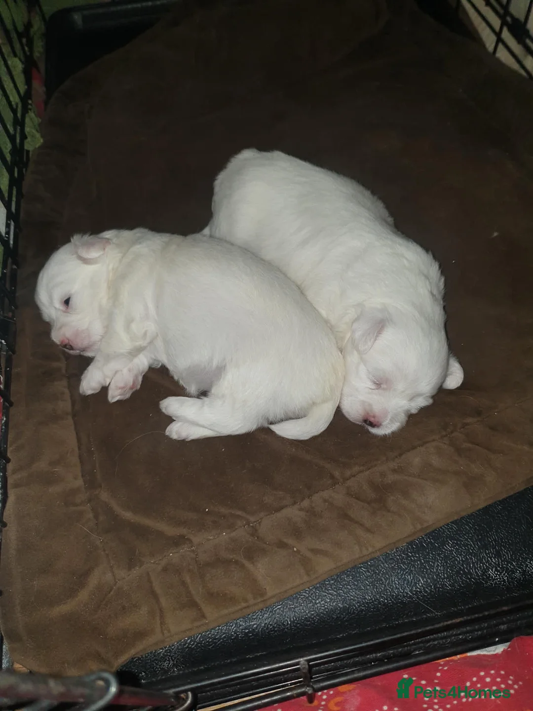 Maltese dogs for sale: Maltese puppies  - Advert 3