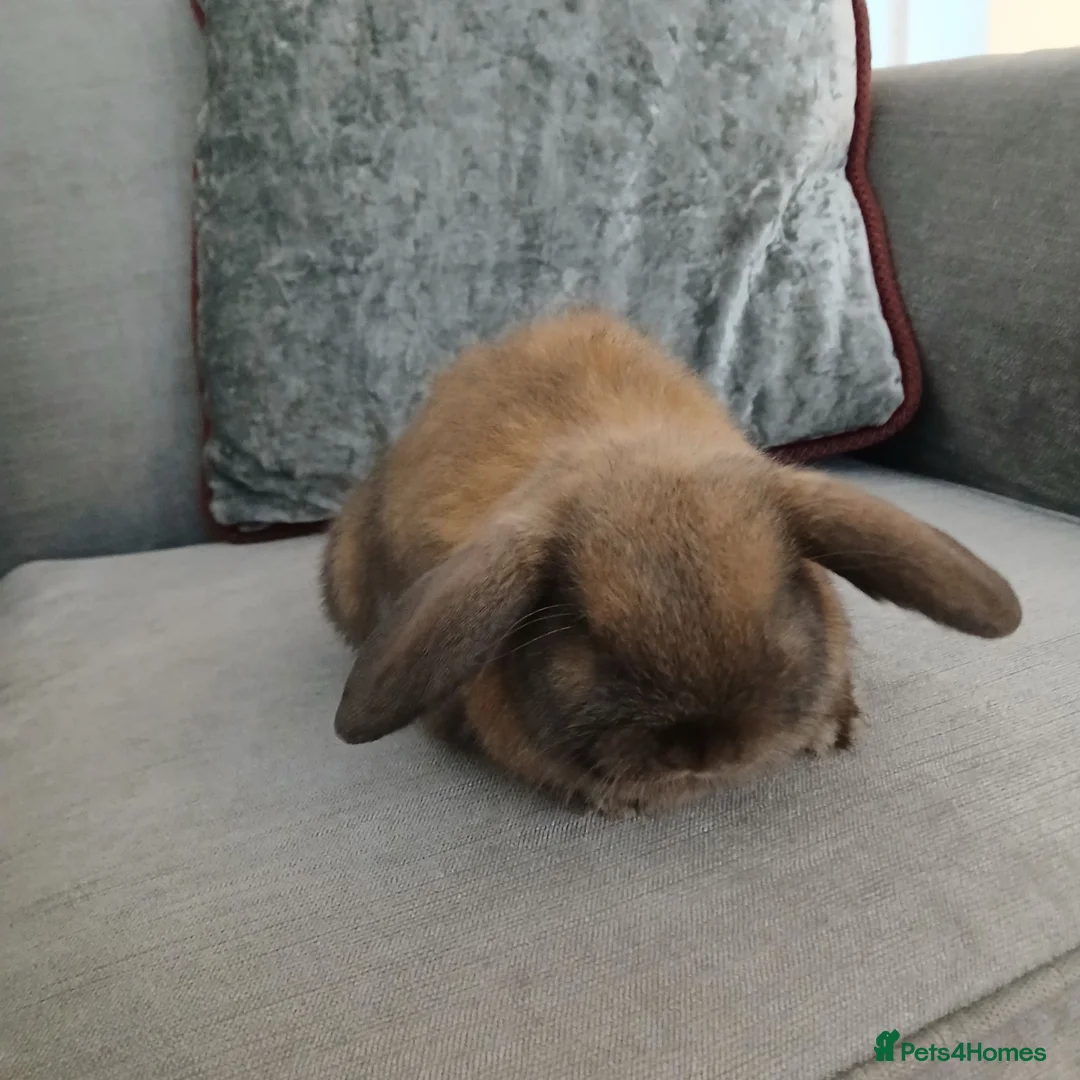 Mini Lop rabbits for sale: 2 x Mini lop Baby Rabbits - Advert 2