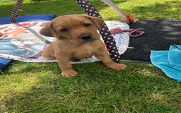 Labrador Retriever dogs for sale: Extensively health tested, kc Labradors puppies - Image 1