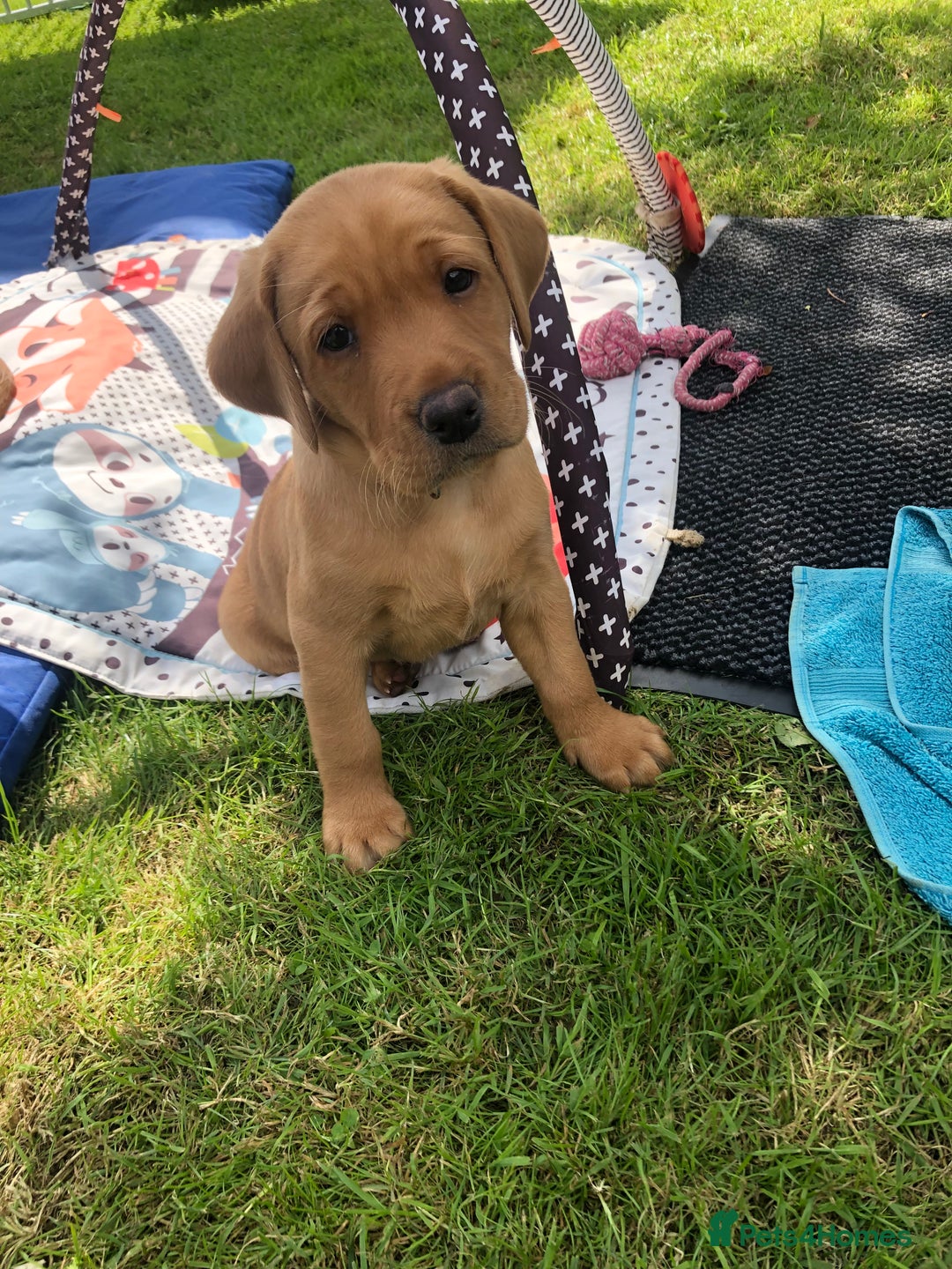 Labrador Retriever dogs for sale: Extensively health tested, kc Labradors puppies - Image 1