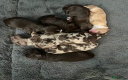 Mixed Breed dogs for sale: Mini Cockapoos - Image 2