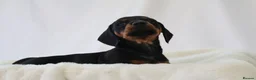 Miniature Dachshund dogs for sale: KC HEALTH TESTED MINIATURE DACHSHUNDS- LICENSED  - Advert 10