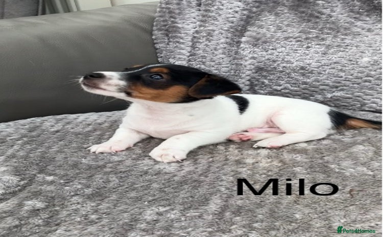 Jack Russell dogs - Advert 1
