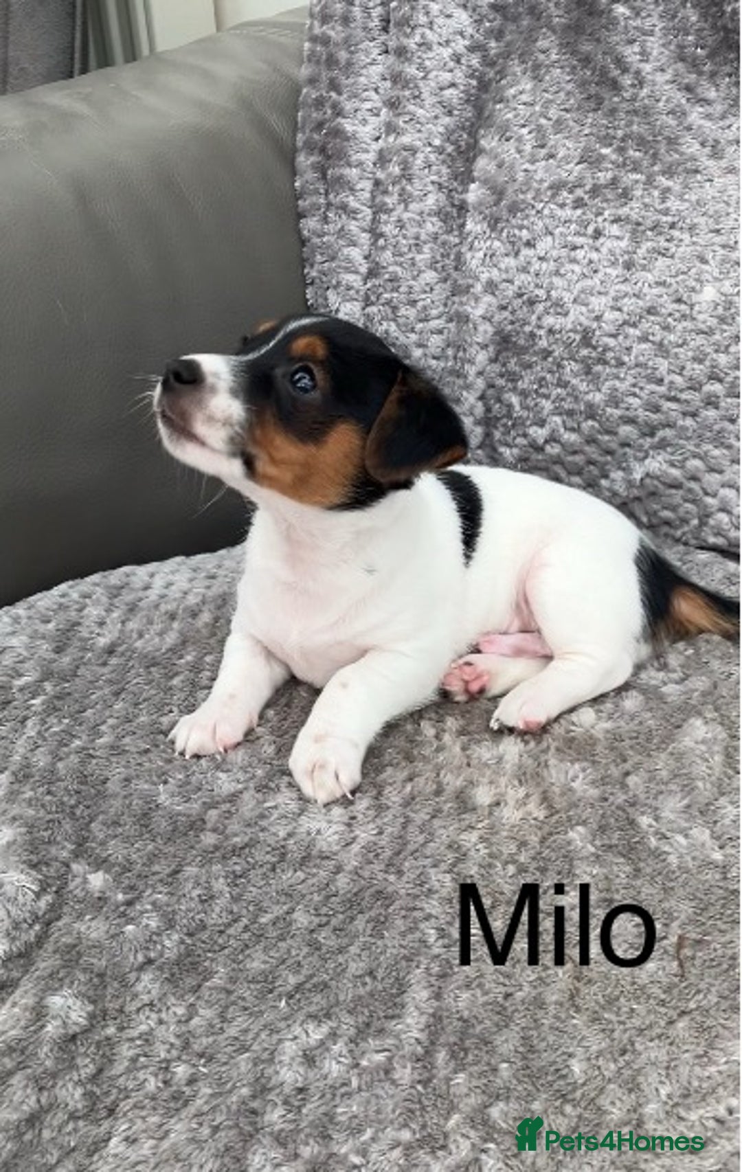 Jack Russell dogs for sale: Jack russel puppy’s  - Image 1