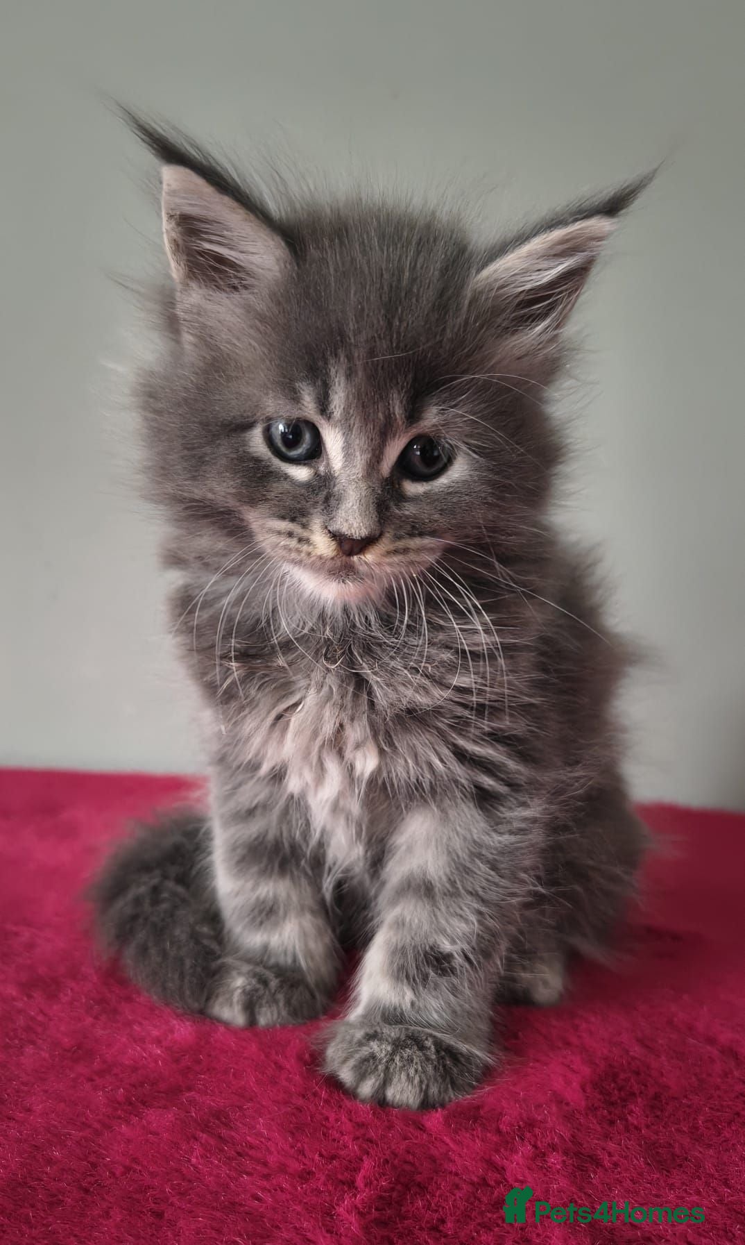 Maine Coon cats Tica registered Maine coon kittens - Advert 2