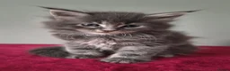 Maine Coon cats for sale: Tica registered Maine coon kittens - Advert 35