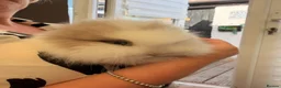 Lionhead rabbits for sale: 🐰ADORABLE LIONHEAD BUNNIES FOR SALE🐰 - Advert 16