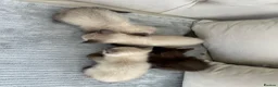Ragdoll cats for sale: 4 ragdoll x british shorthair kittens  - Advert 11
