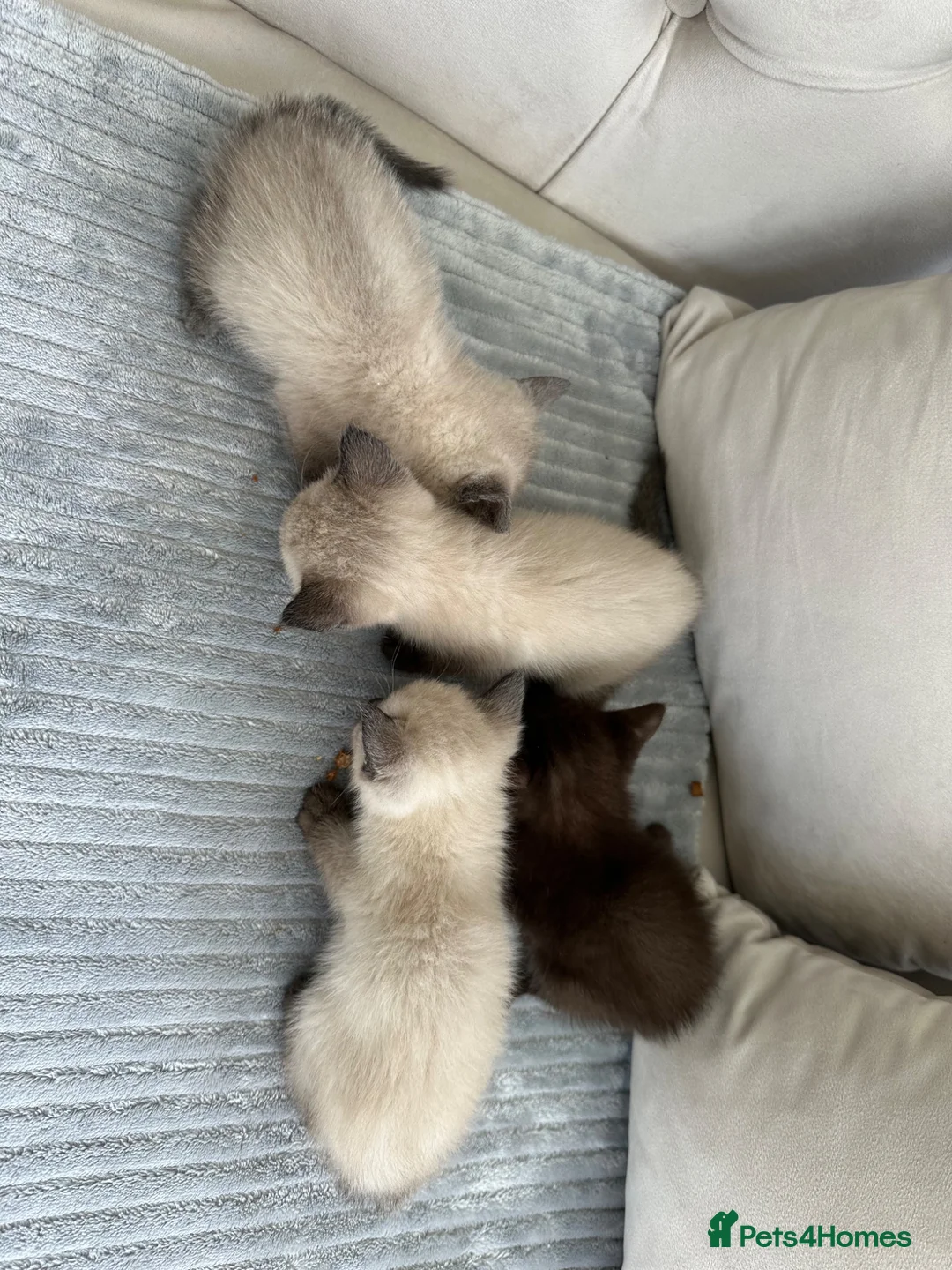 Ragdoll cats for sale: 4 ragdoll x british shorthair kittens  - Advert 11