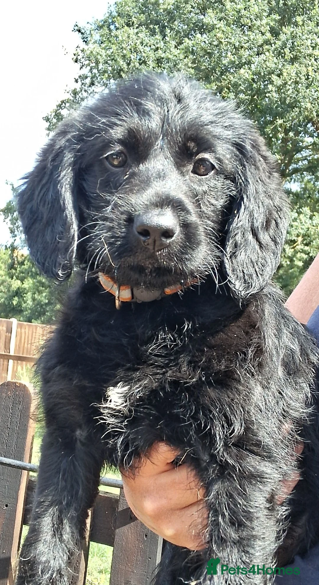 Labradoodle dogs for sale: Miniature labradoodle pups for sale - Advert 1