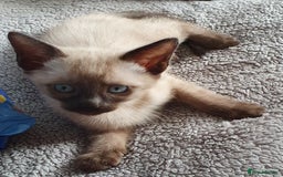 Mixed Breed cats for sale: Beautiful Siamese Cross Kittens - Image 18