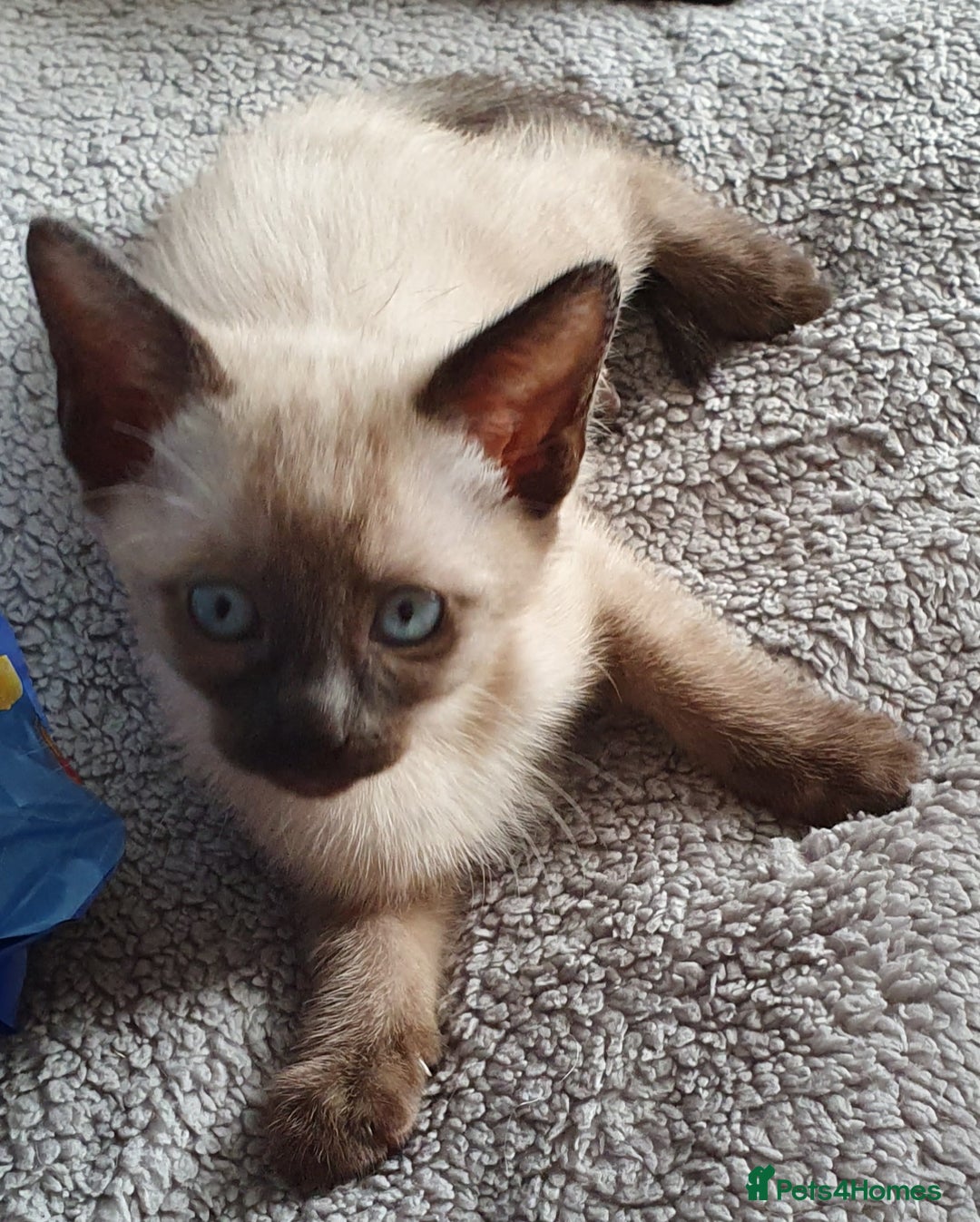 Mixed Breed cats for sale: Beautiful Siamese Cross Kittens - Image 18