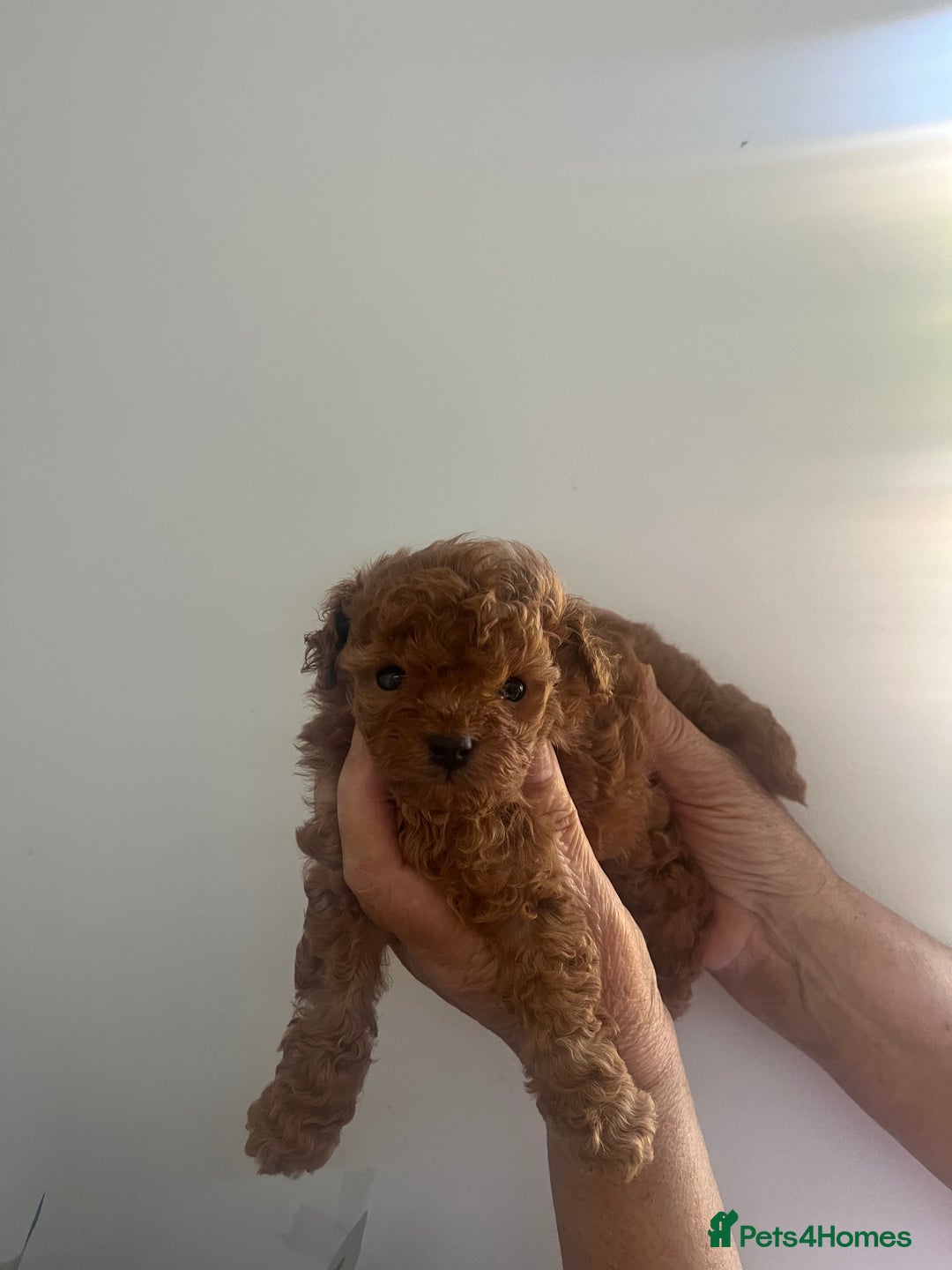Toy Poodle dogs for sale: Deep red toy poodle puppies available 🧸  - Image 6