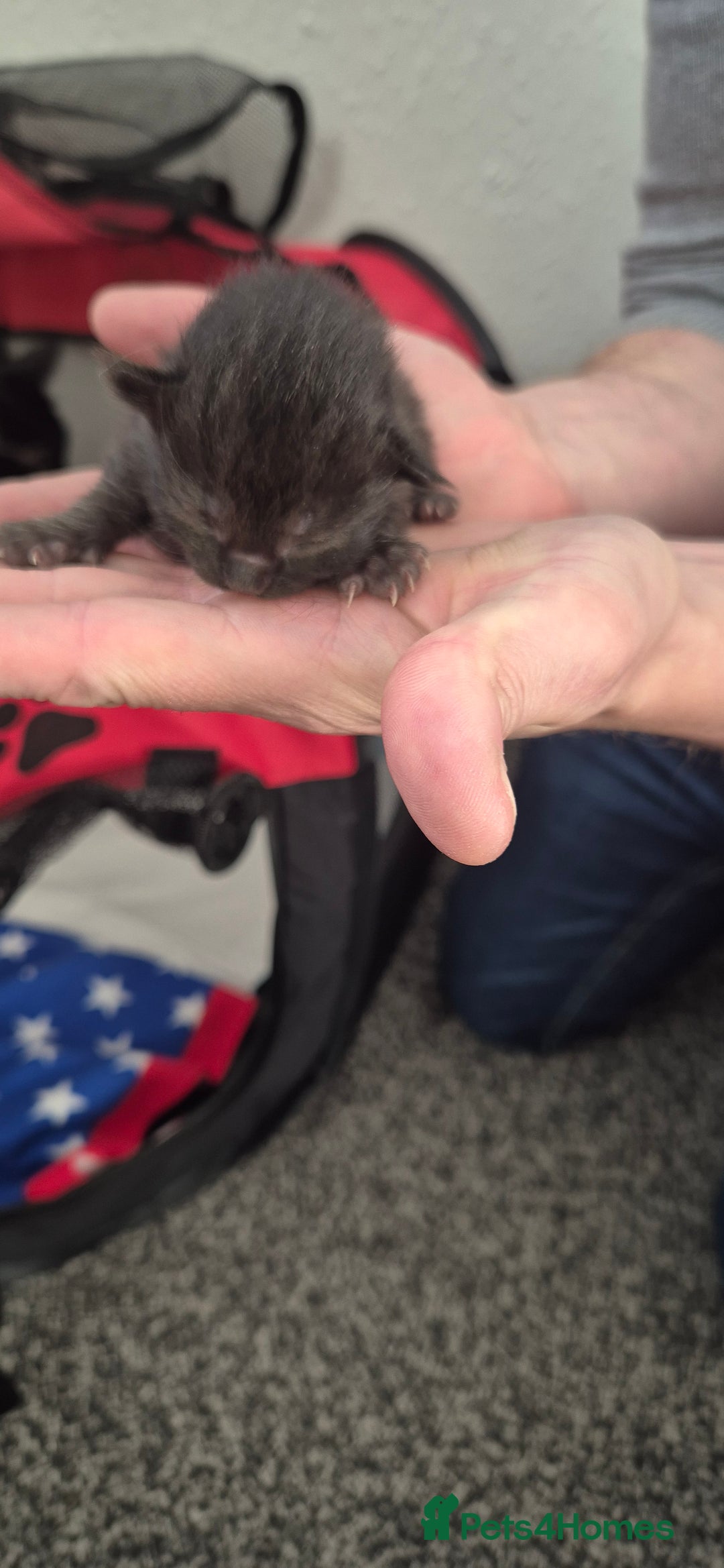 Mixed Breed cats for sale: Kittens for sale - Image 14