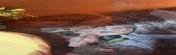 Boa Snake reptiles for sale: Boa constrictor  - Advert 2