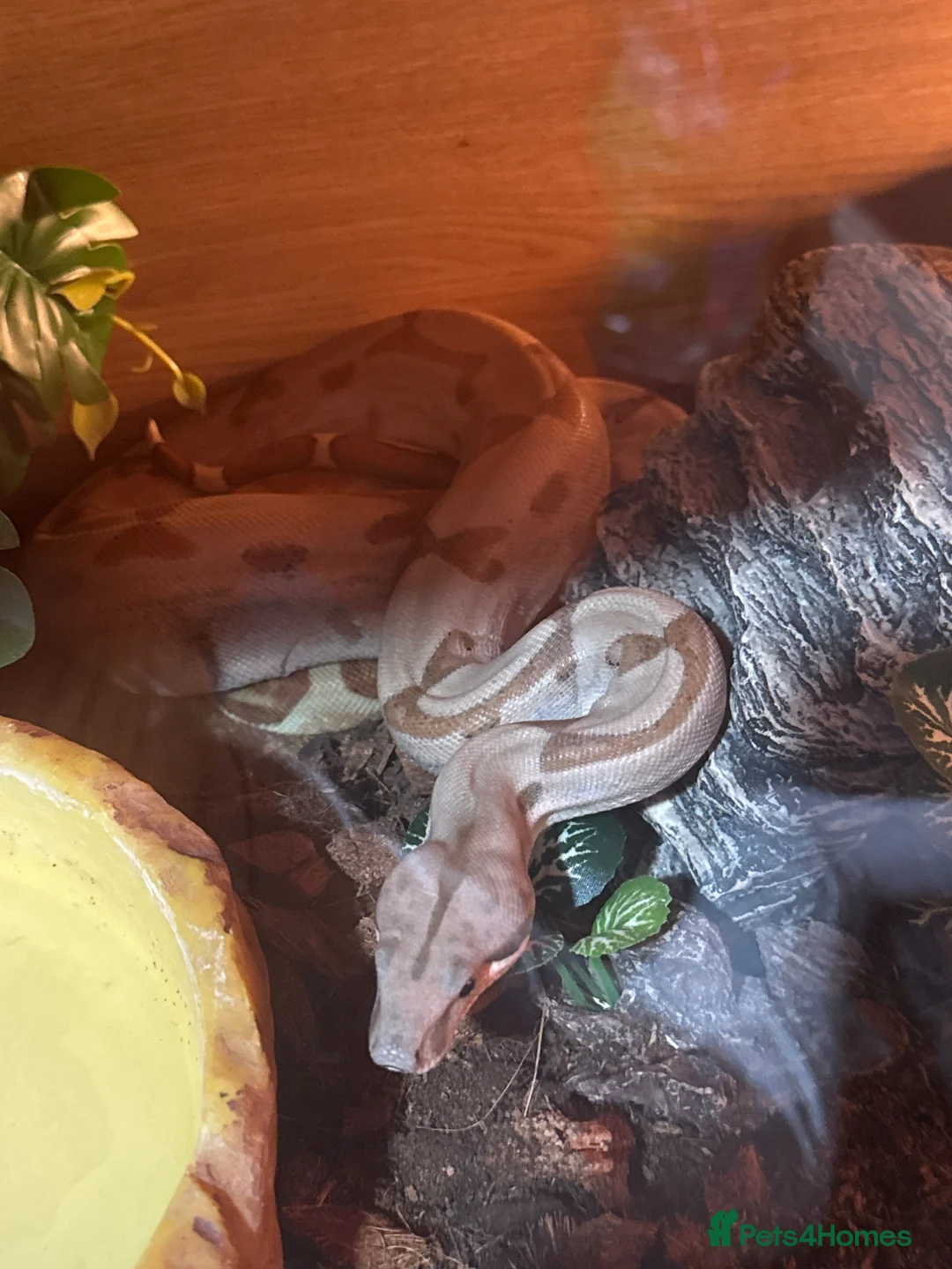 Boa Snake reptiles for sale: Boa constrictor  - Advert 2