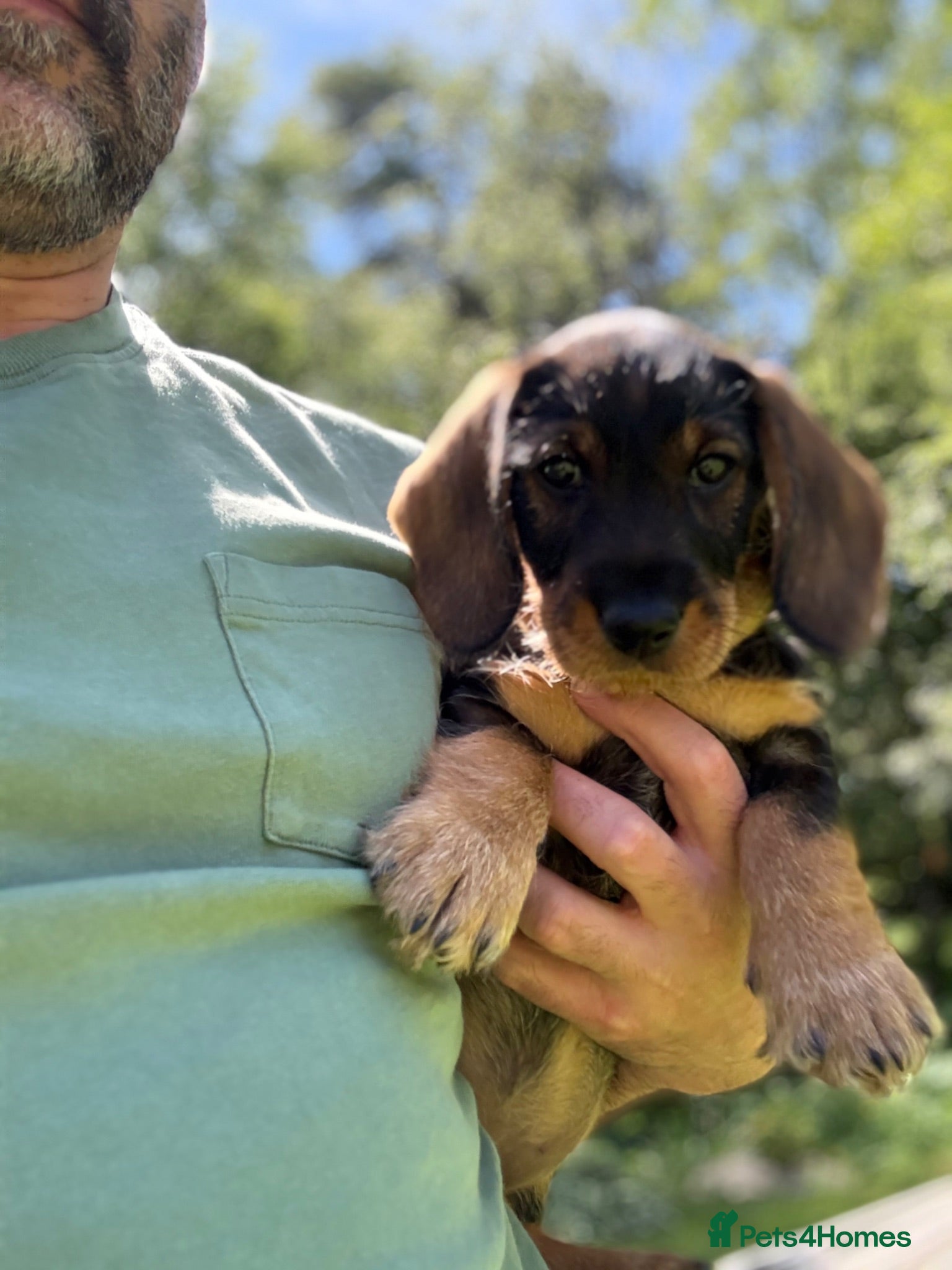 Dachshund dogs Lovely Wirehaired dachshund puppy for sale  - Advert 1