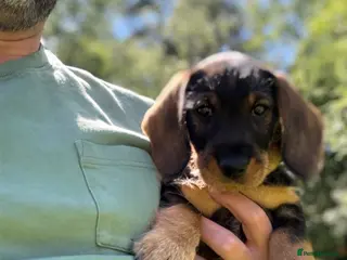 Dachshund dogs Lovely Wirehaired dachshund puppy for sale - Advert 1
