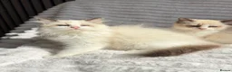 Ragdoll cats for sale: Stunning READY TO LEAVE RAGDOLLS - Advert 8