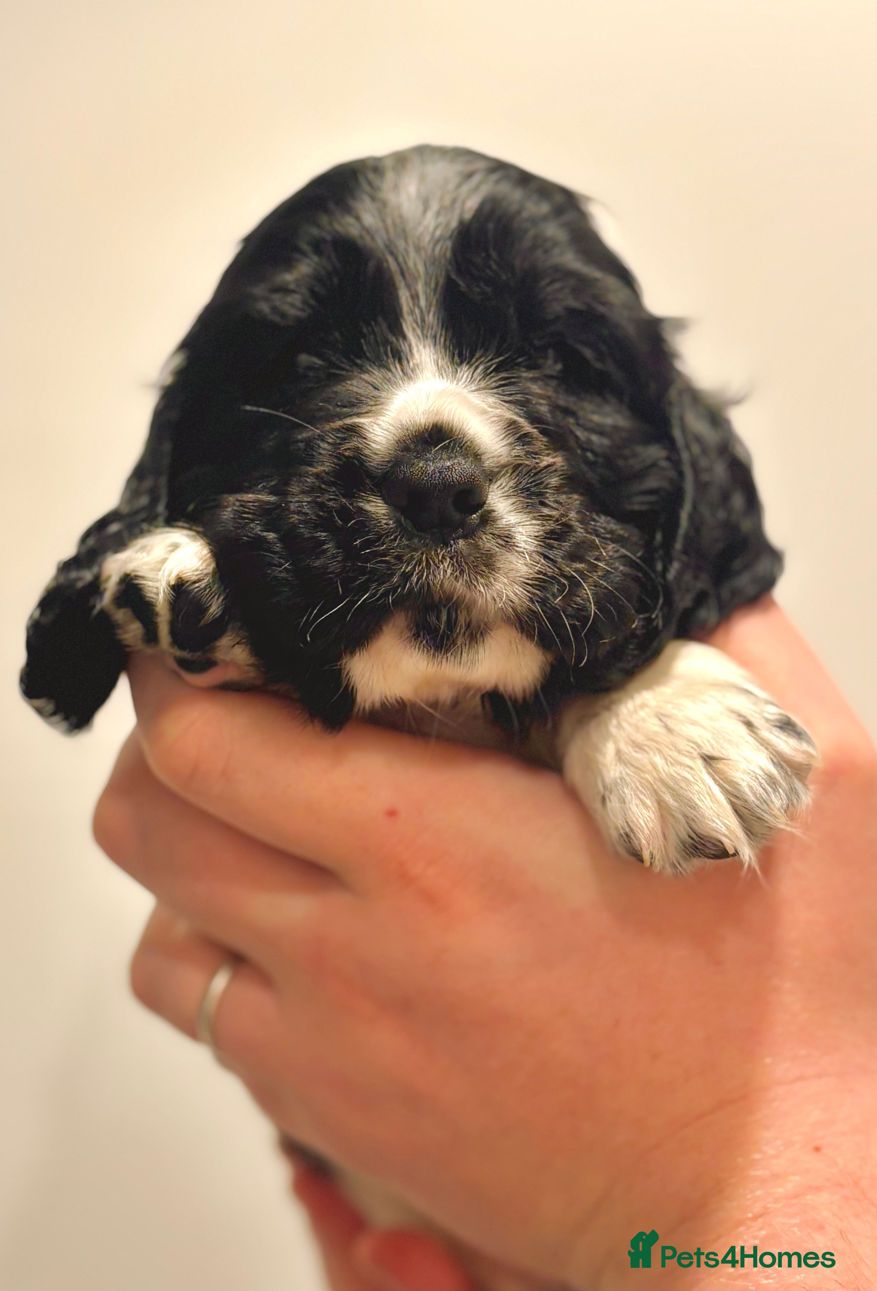 Cocker Spaniel dogs Ready to leave Feb 26th, Show Cocker Spaniels - Advert 3
