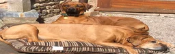 Rhodesian Ridgeback dogs for sale: Rhodesian Ridgebacks: Exceptional, 4th Generation - Advert 12