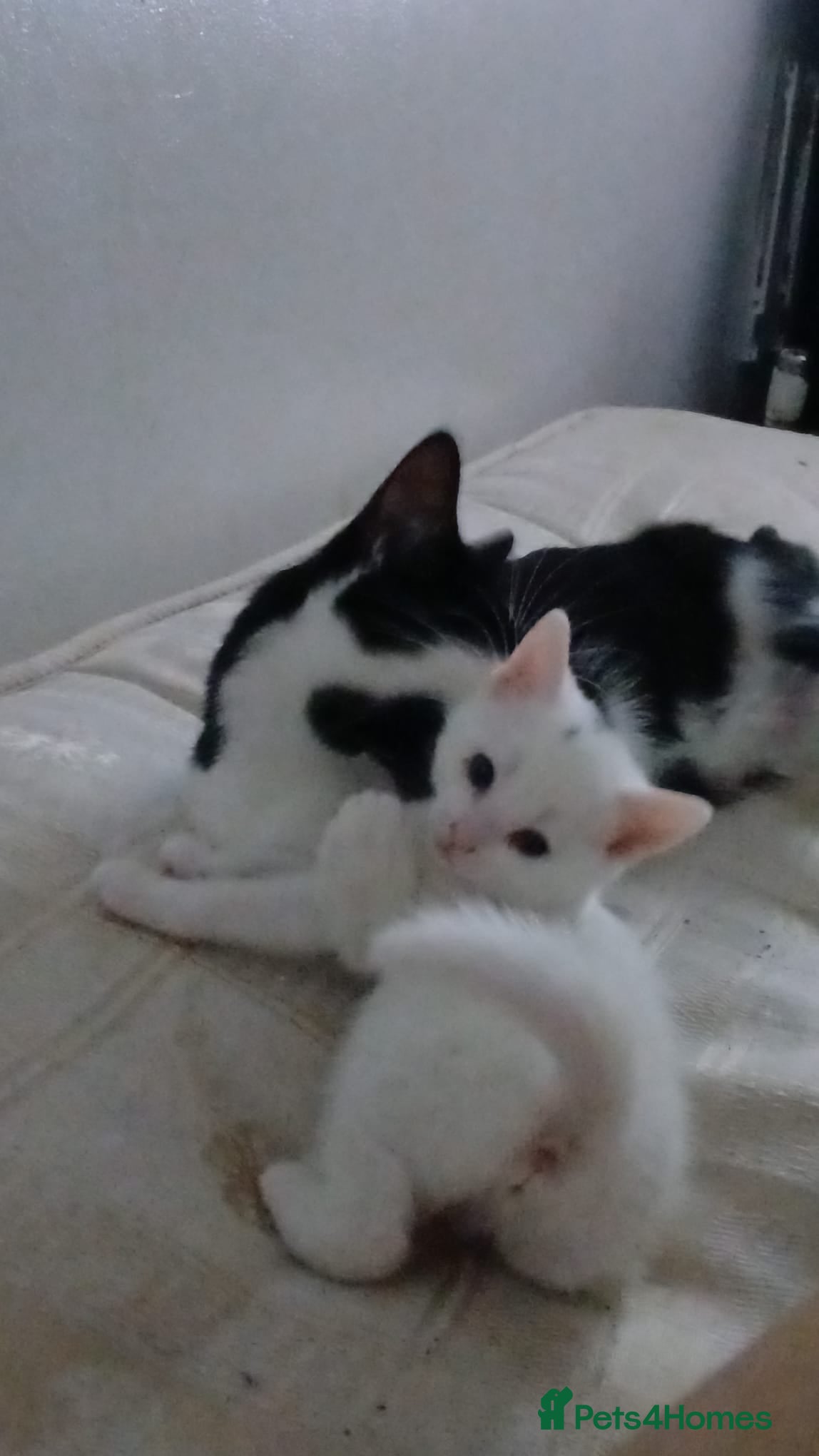 Mixed Breed cats 2 beautiful kittens brown boy and white girl - Advert 2